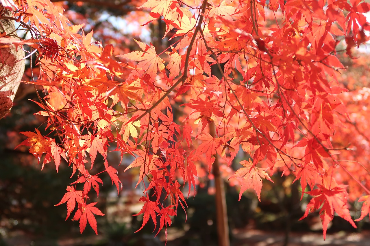 autumnal leaves japan toki-shi gifu prefecture free photo