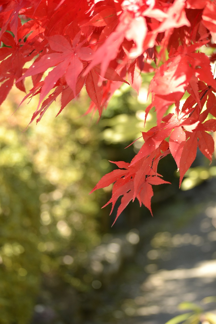 autumnal leaves maple agano free photo