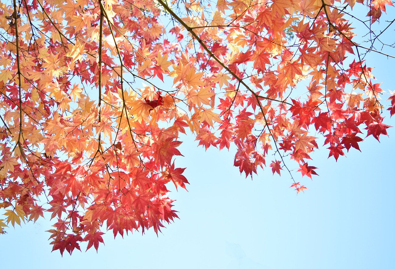 autumnal leaves  red  autumn free photo