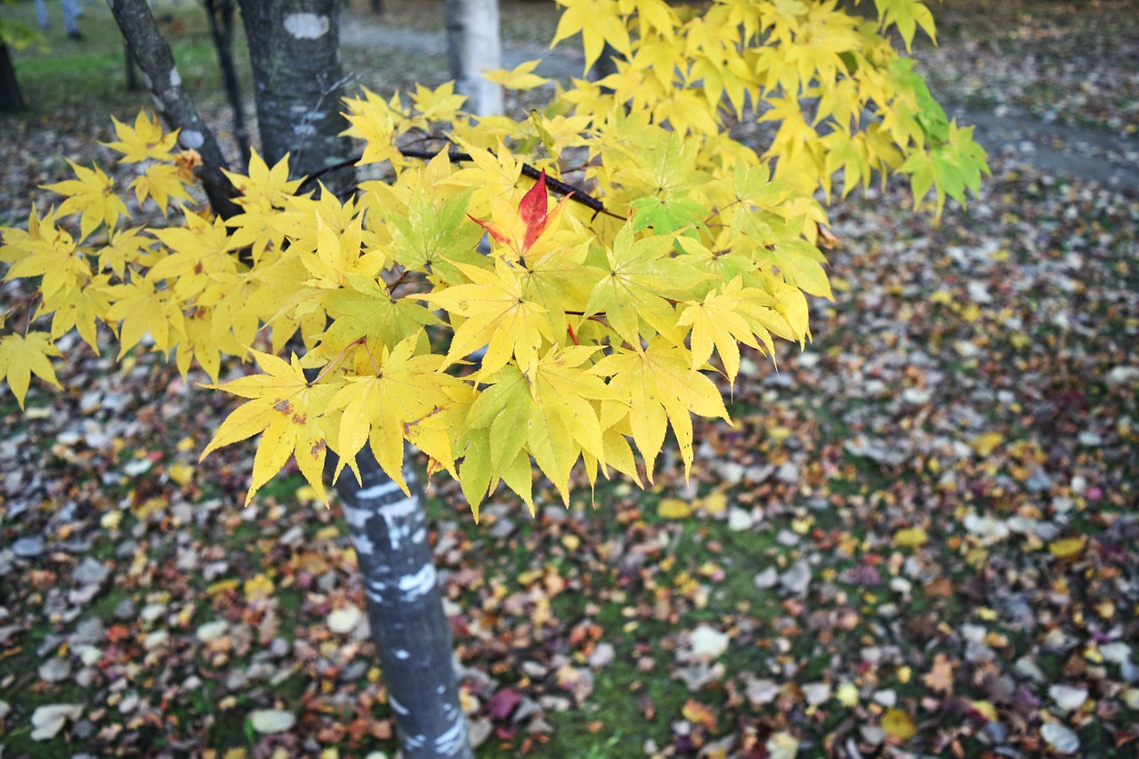 autumnal leaves  yellow  kaede free photo