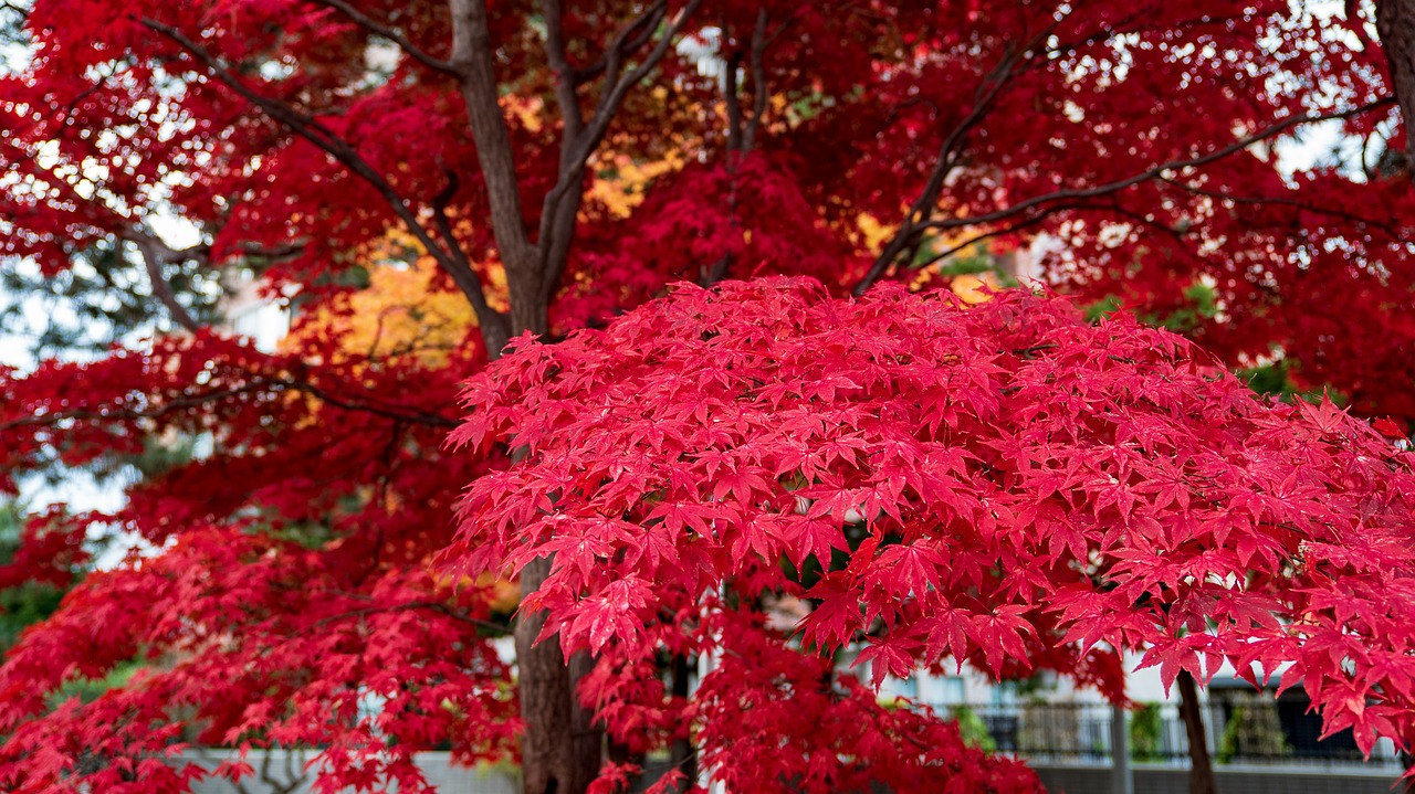 autumnal leaves  sapporo  nakajima park free photo