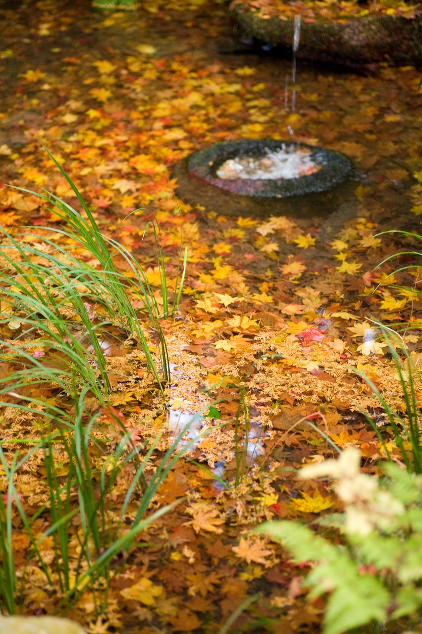 autumnal leaves water autumn free photo