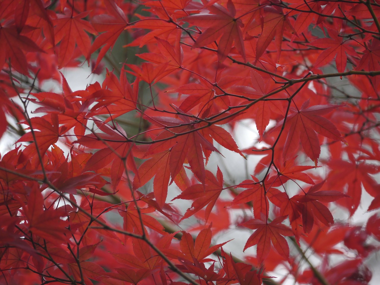 autumnal leaves red maple free photo