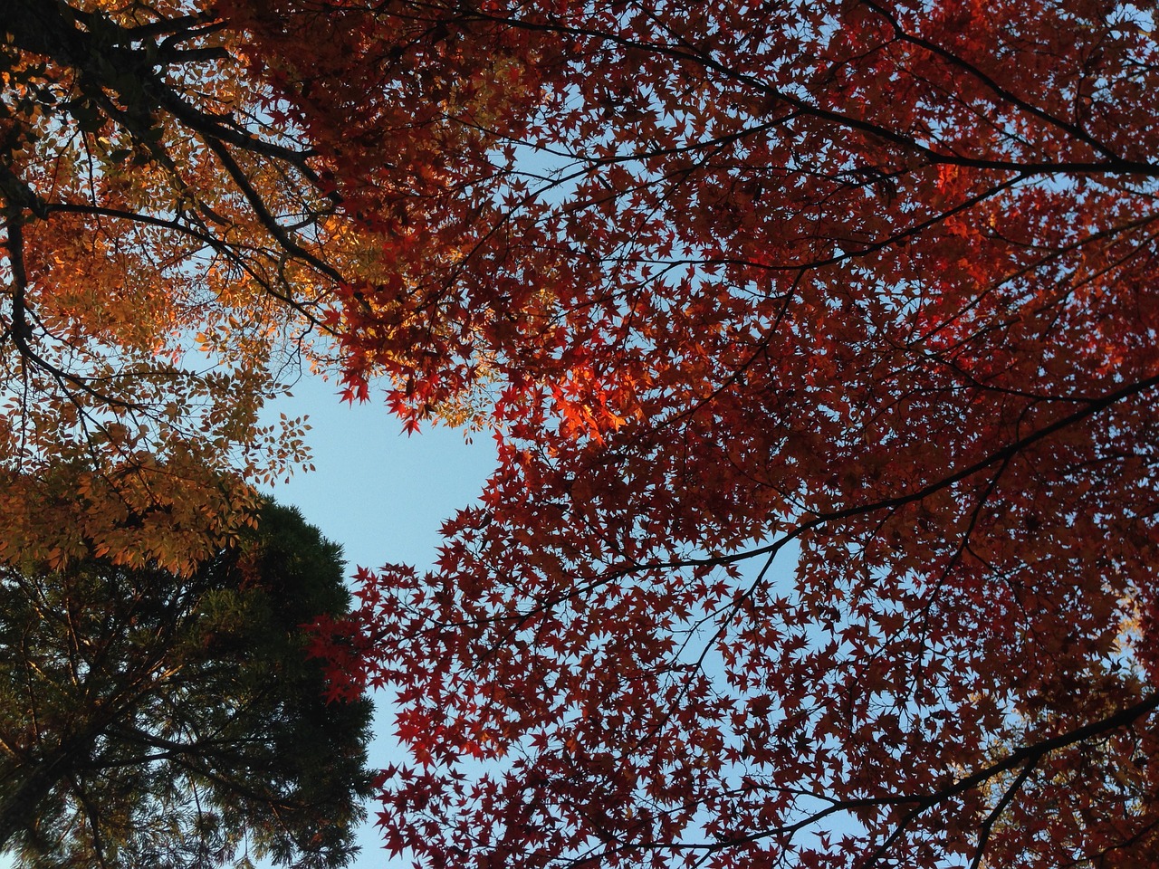 autumnal leaves maple autumn free photo