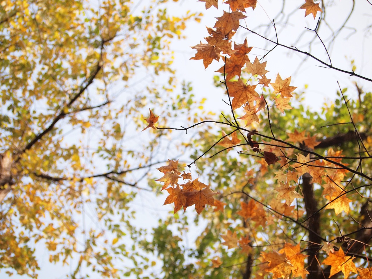 autumnal leaves sunbeams autumn free photo