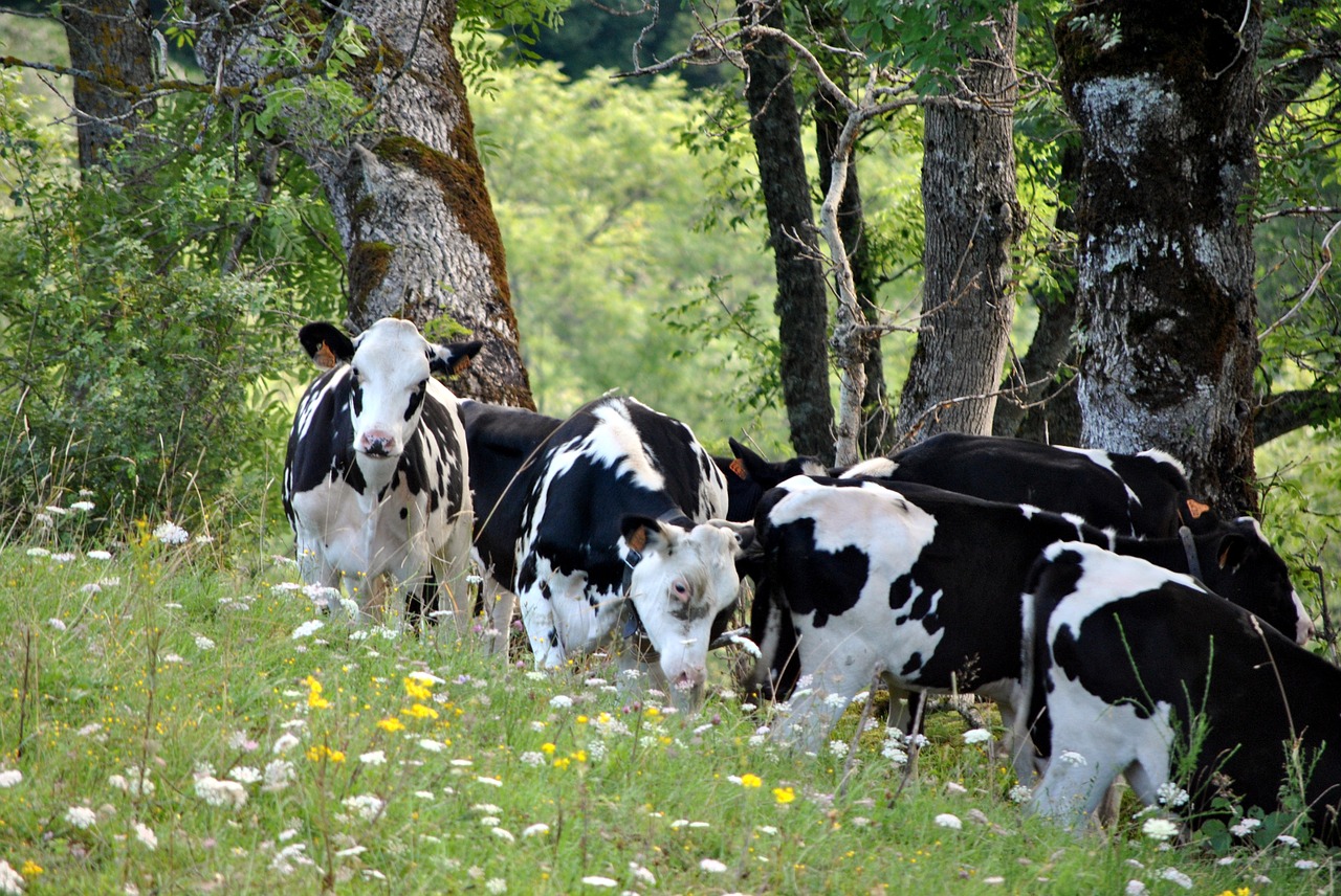cows auvergne mountain free photo