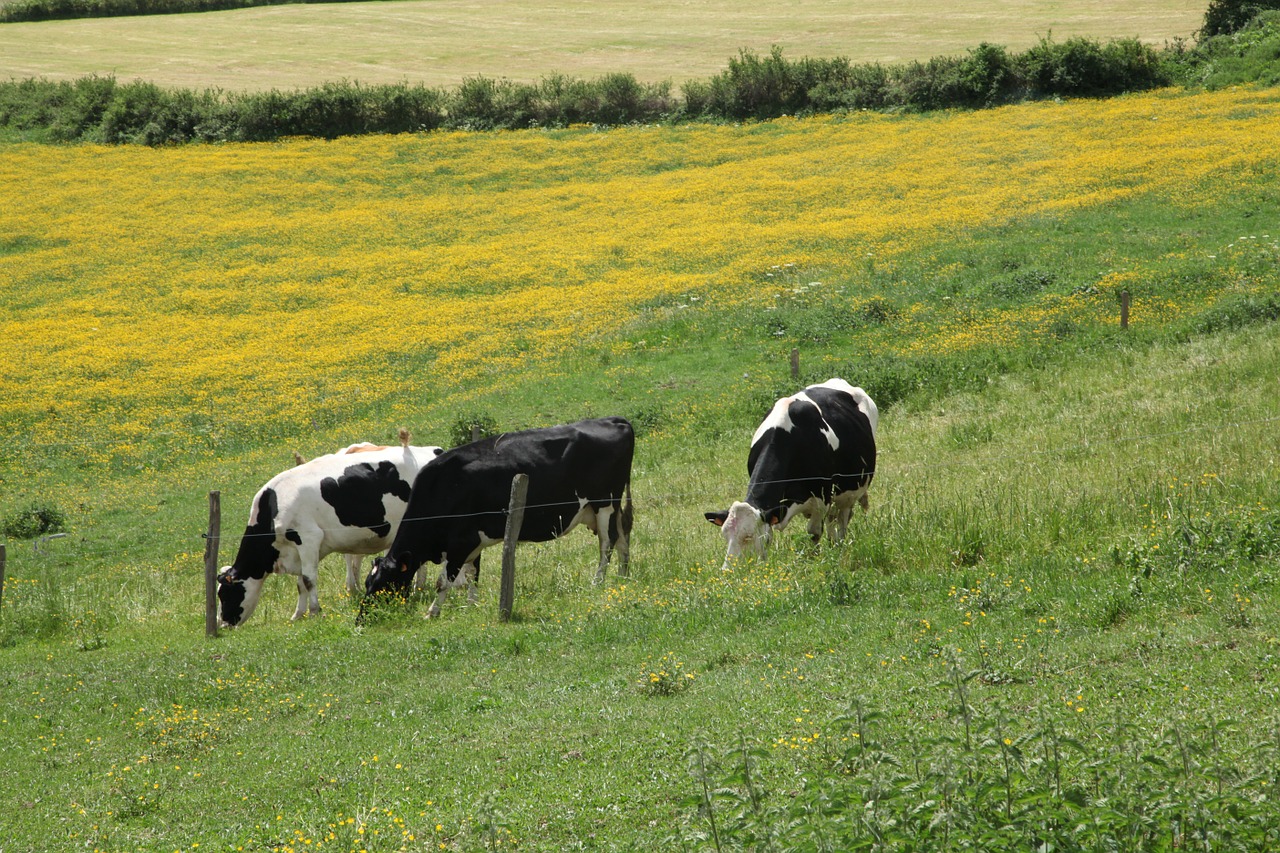 auvergne cows pre free photo