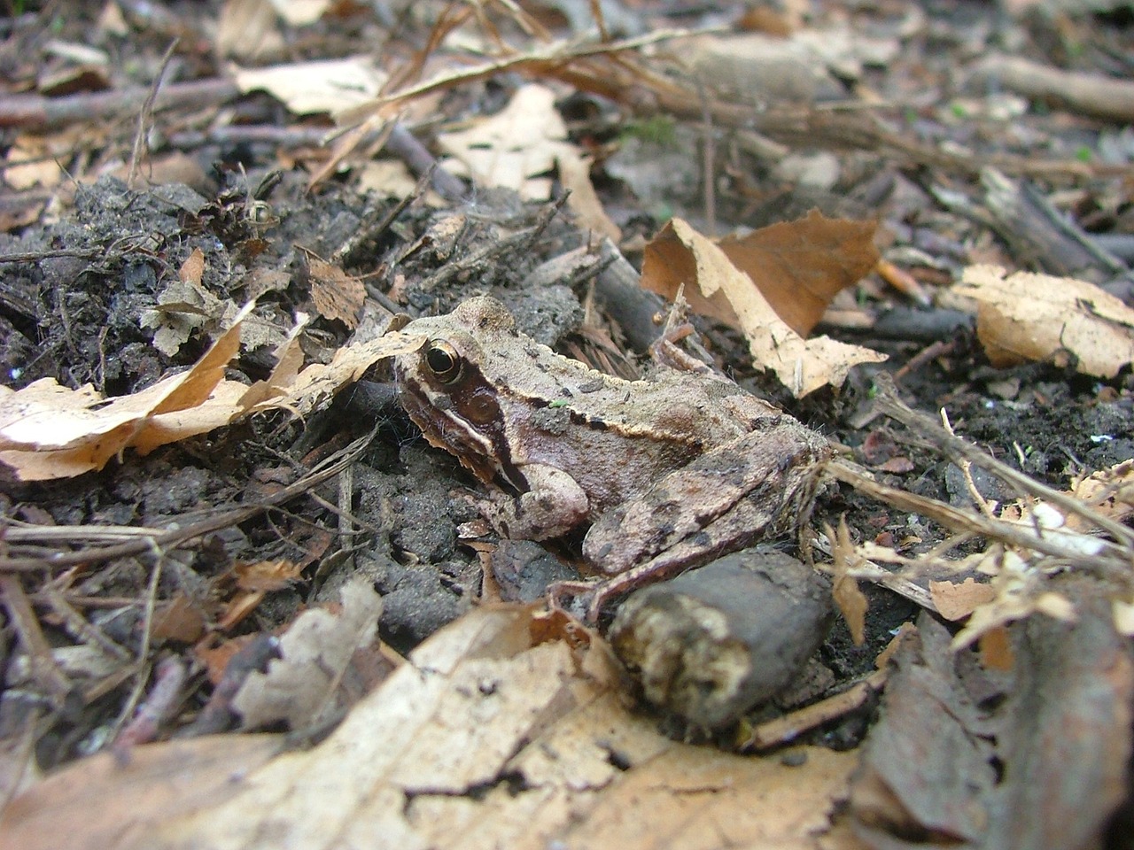 avar subalpine forest frog mátraszentimre free photo