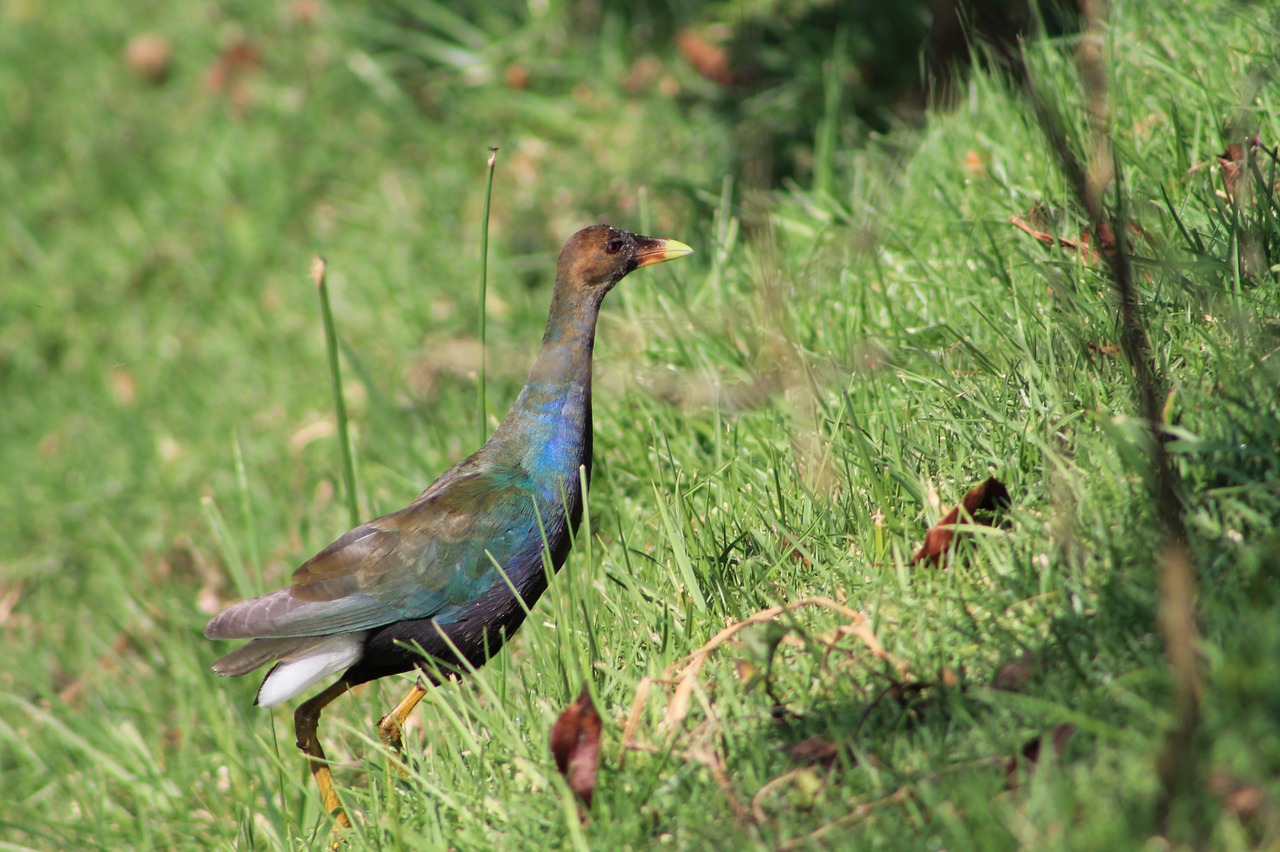 ave feathers nature free photo