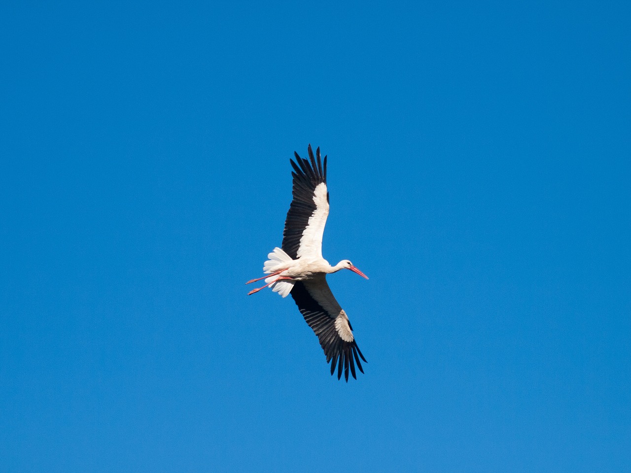 ave stork flight free photo