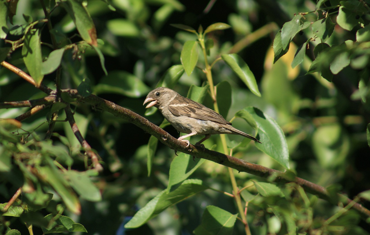 sparrow ave nature free photo