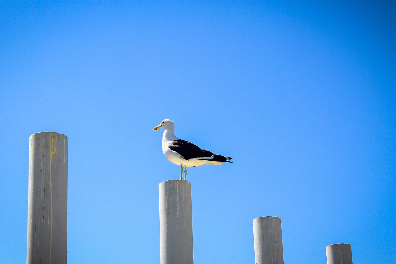 ave sky seagull free photo
