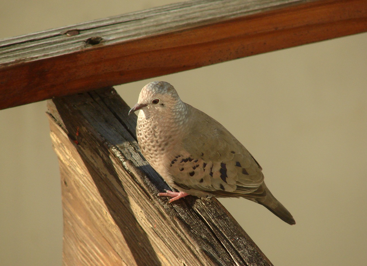 ave columbina passerina caribbean free photo