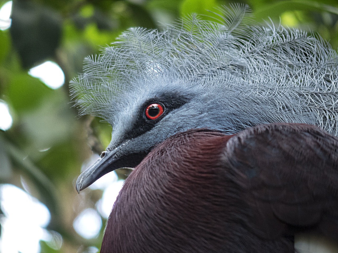 ave bird eye free photo