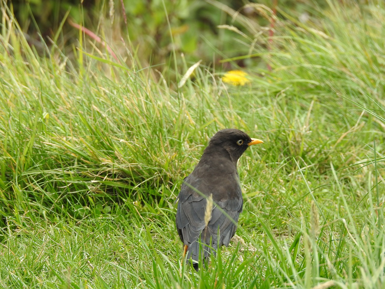 ave black bird yellow beak free photo