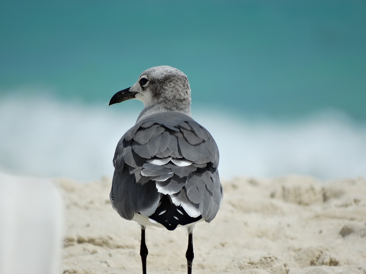 ave beach bird free photo