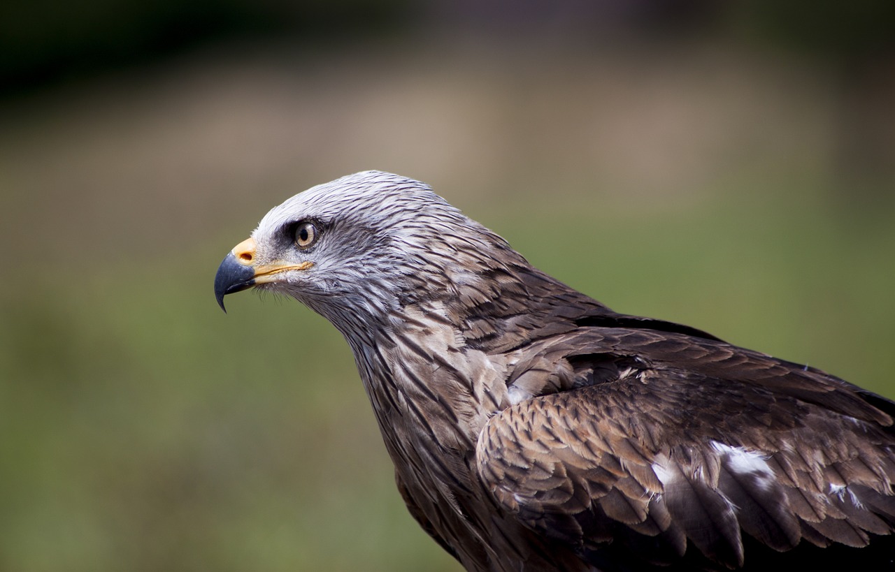 bird of prey ave nature free photo