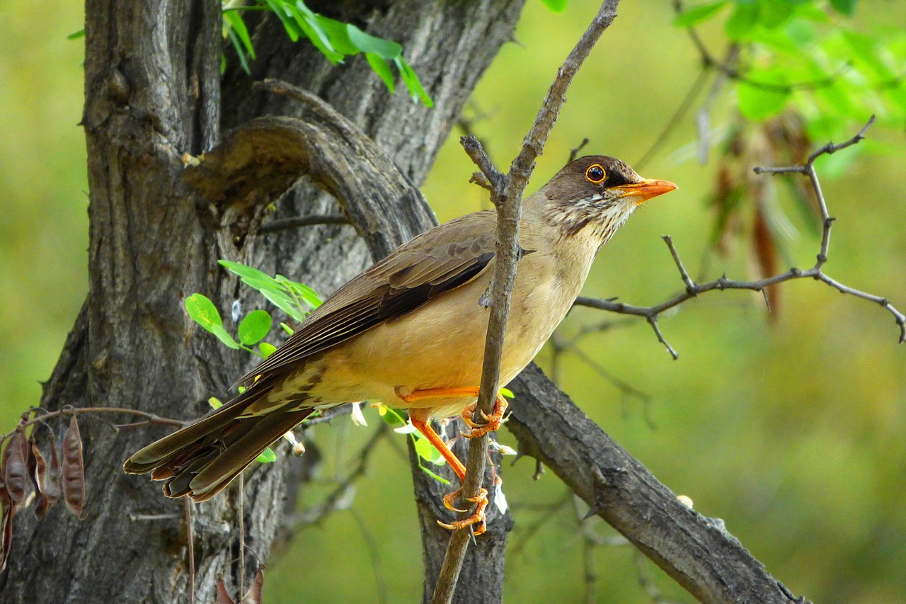 ave bird animal free photo