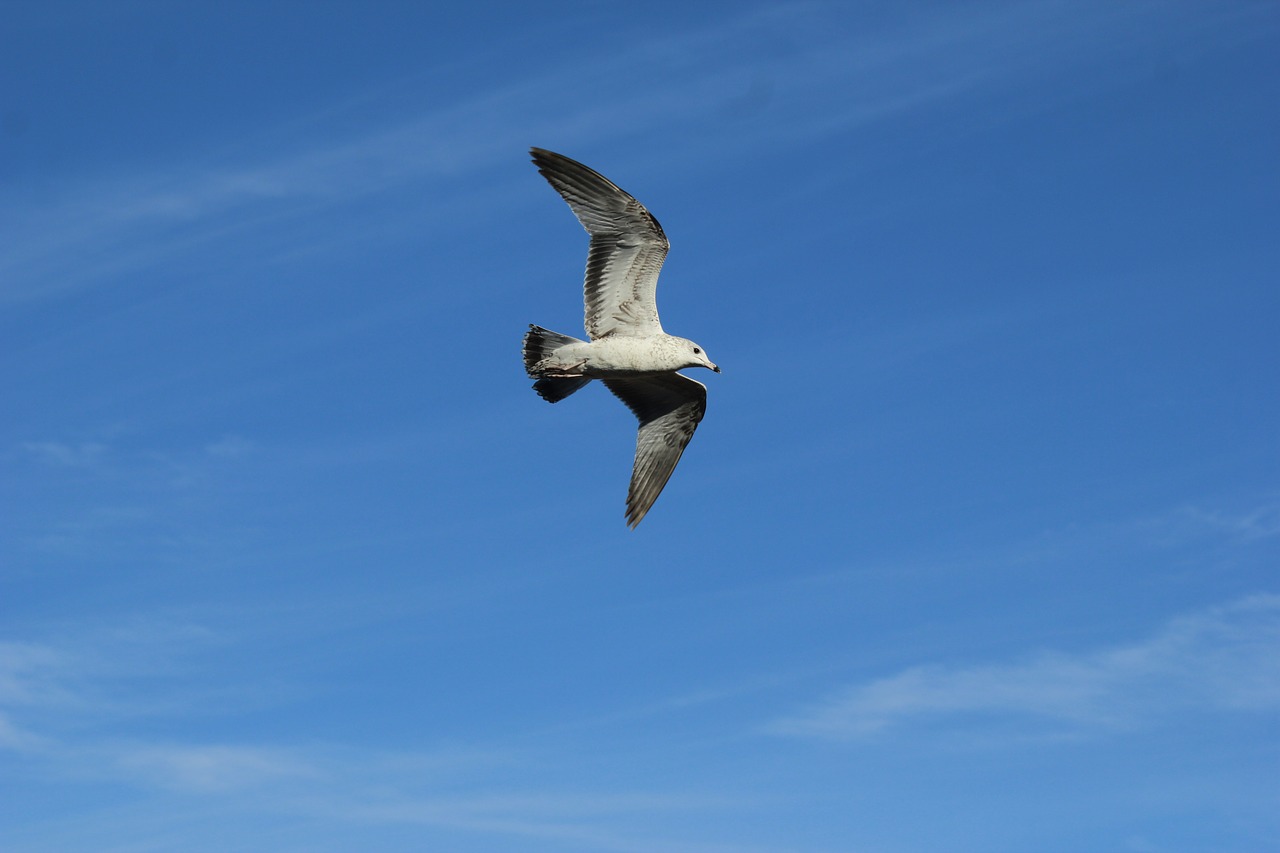 ave seagull bird free photo