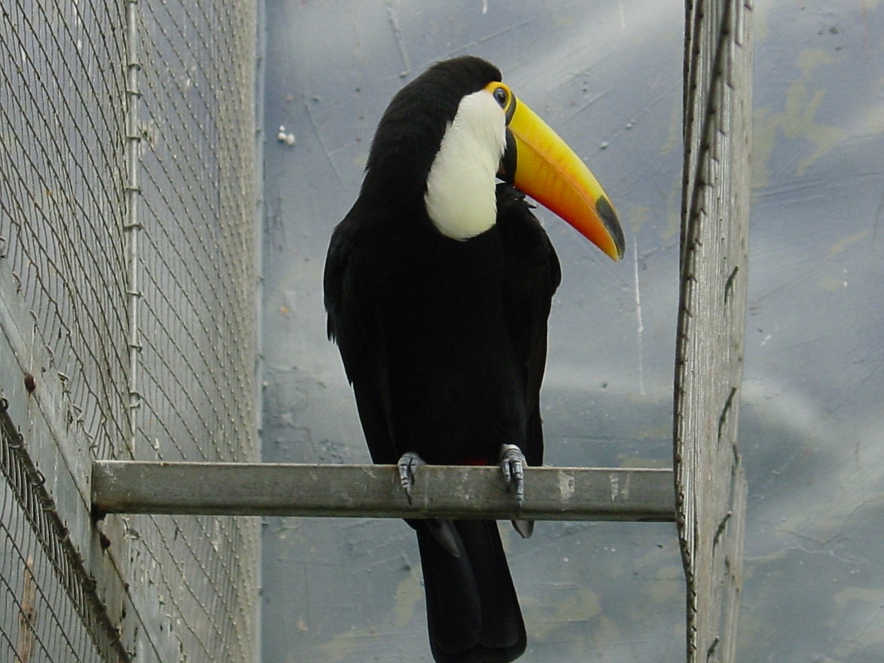 ave toucan bird free photo
