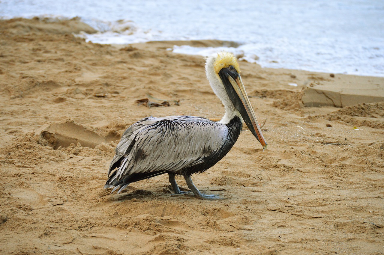 ave pelican sand free photo