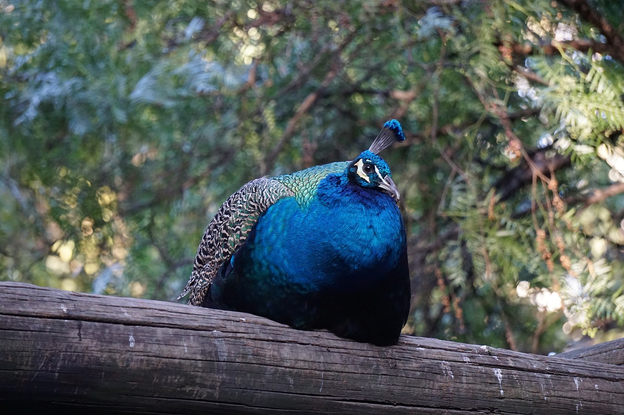 ave peacock trunk free photo