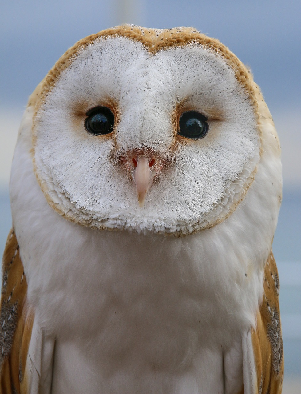 ave bird of prey owl free photo