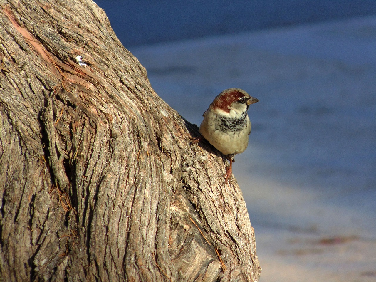 ave sparrow bird free photo