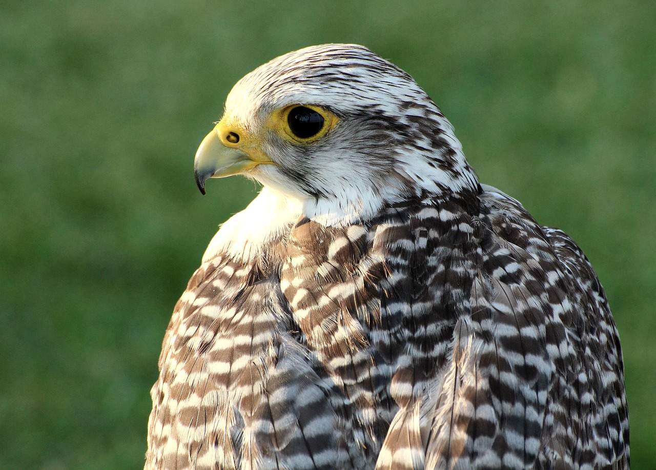 ave bird of prey falconry free photo