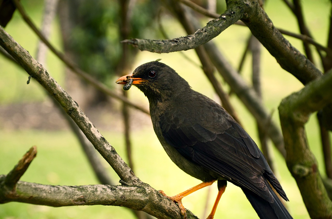 ave bird bird eating free photo