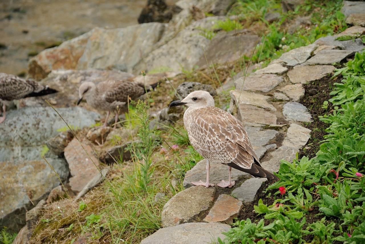 ave seagull beach free photo