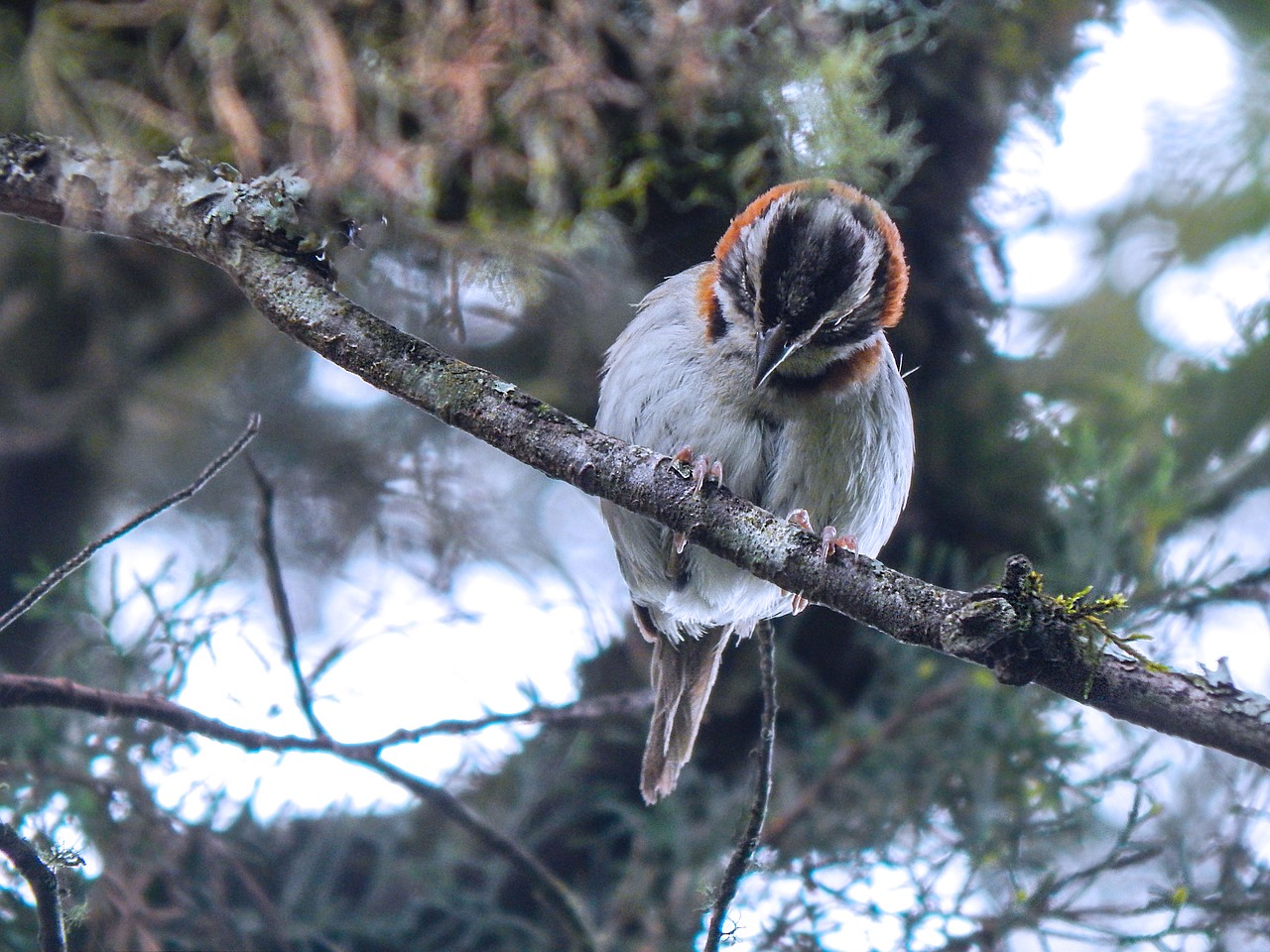 ave bird little bird free photo