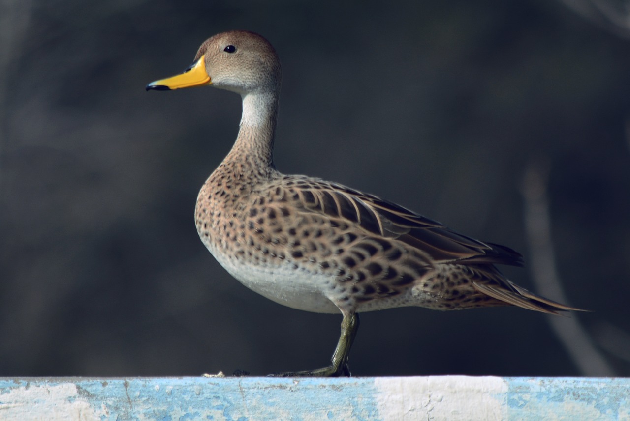 ave duck waterfowl free photo