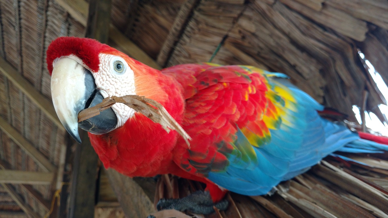 ave macaw bird free photo