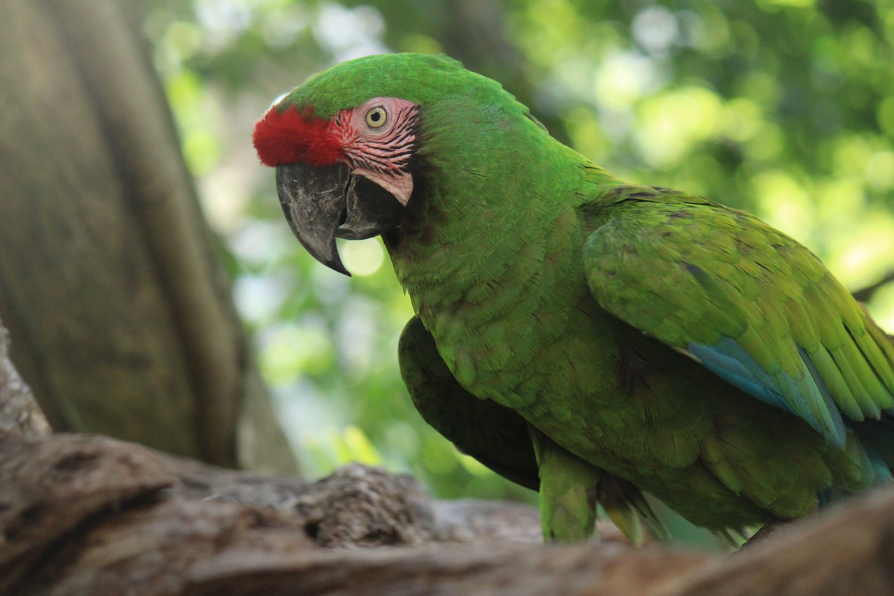 Амазонские попугаи Южная Америка