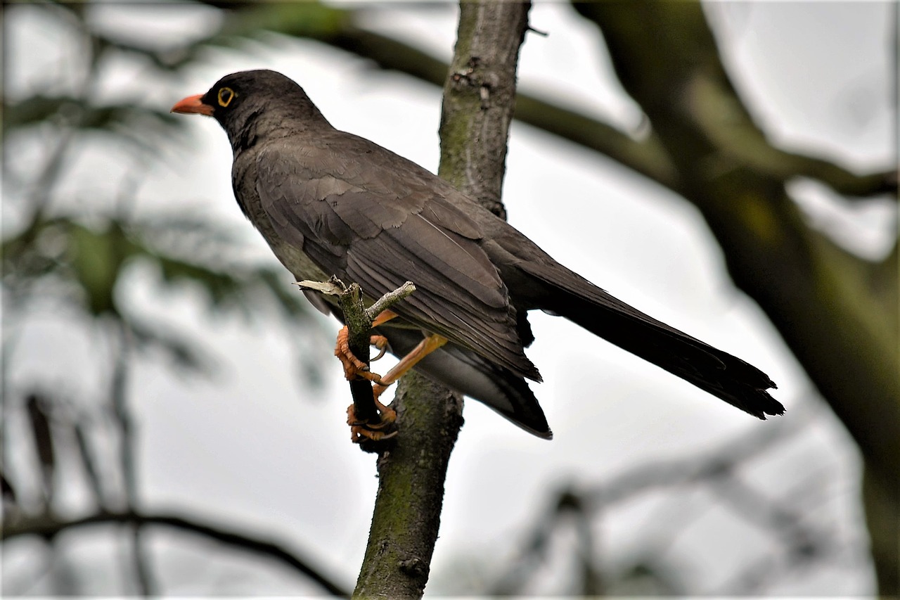 ave bird feathers free photo