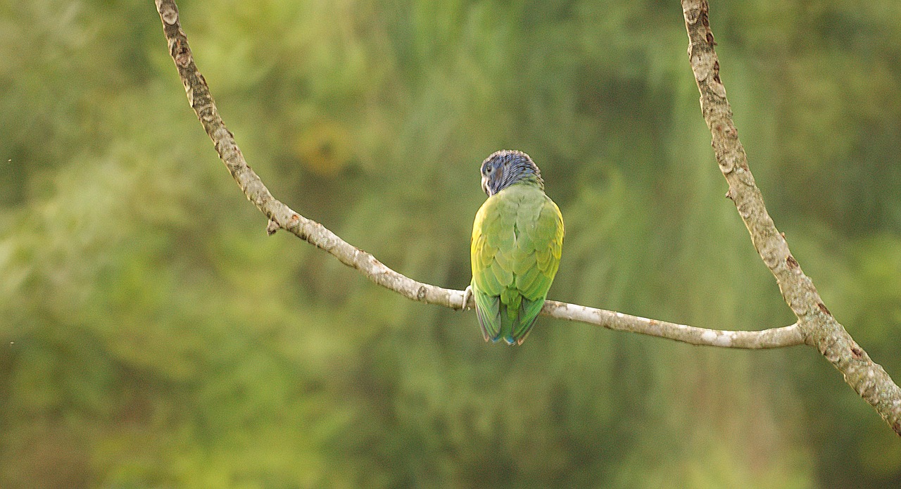 ave bird parrot free photo