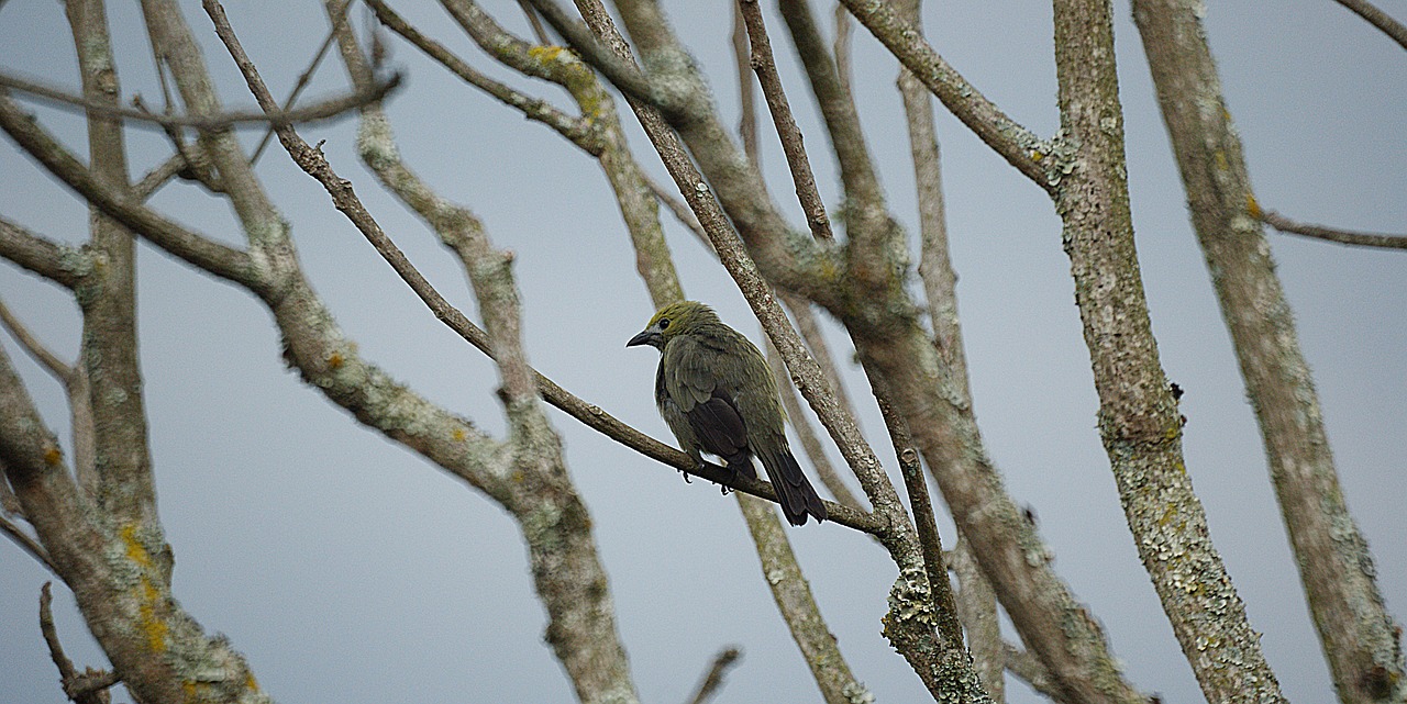 ave bird nature free photo