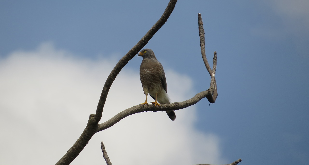 ave aguilucha bird of prey free photo