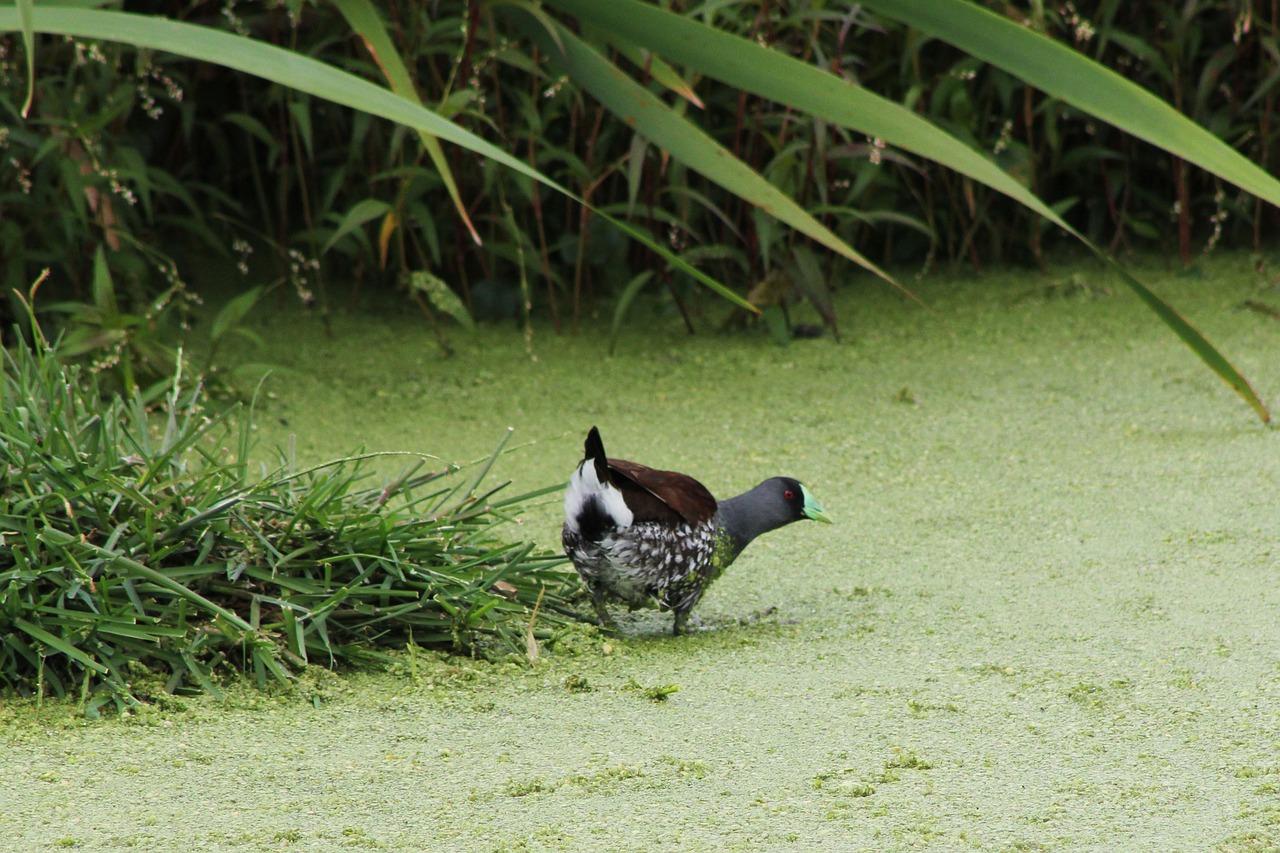 ave exotic bird wetland free photo