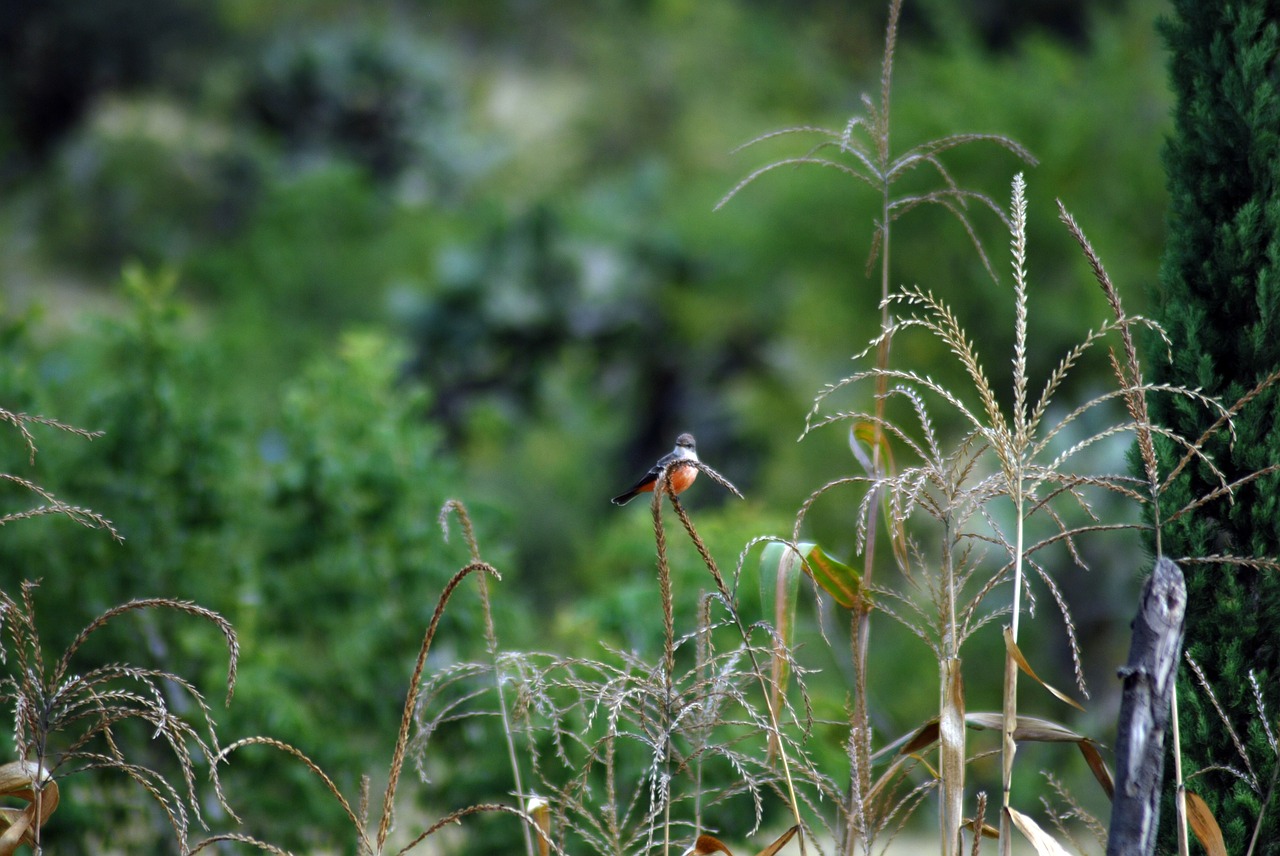 ave field insect free photo