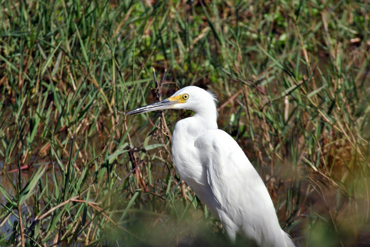 ave fauna bird free photo