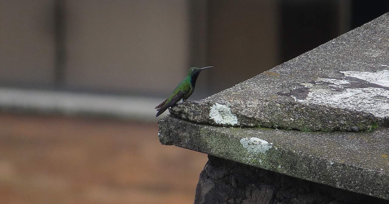 ave bird hummingbird free photo