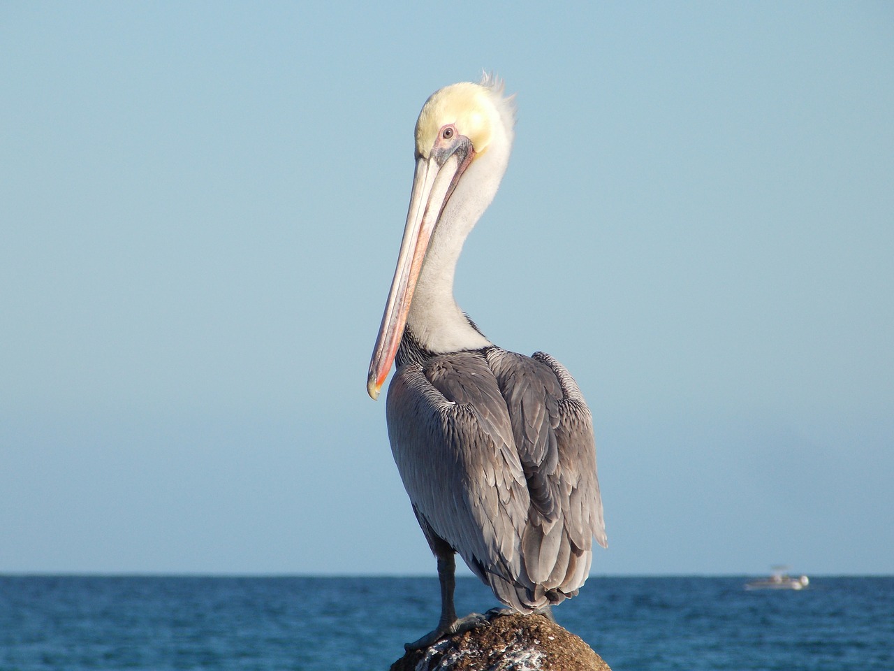 ave pelican beach free photo