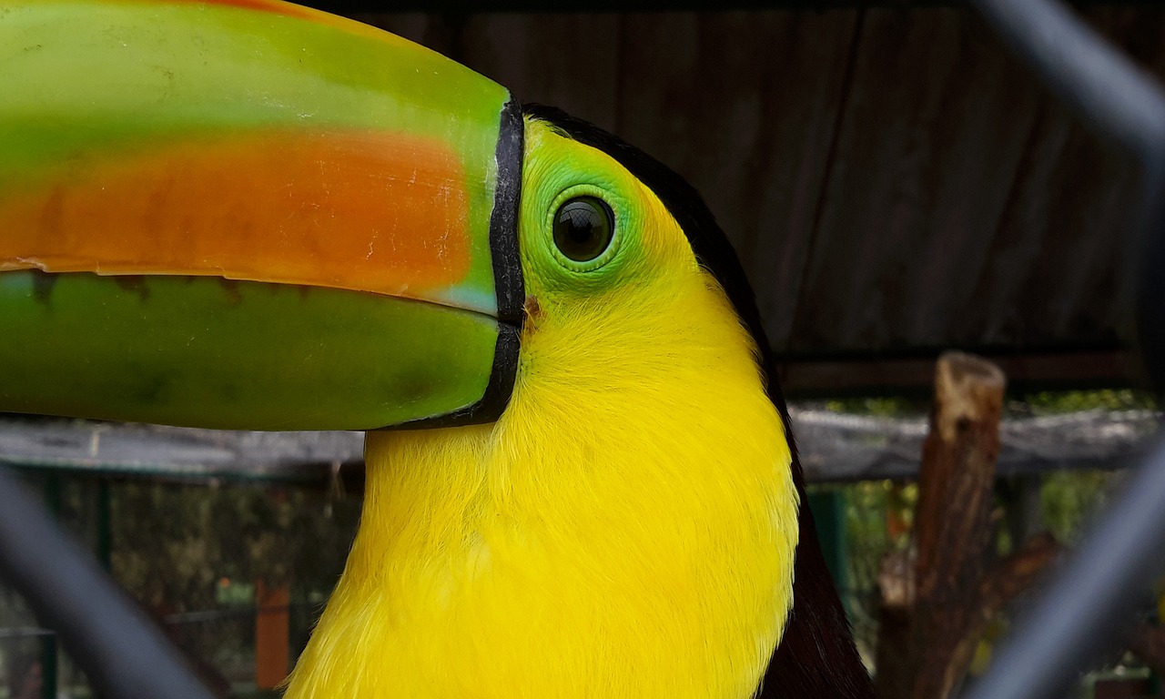 ave  bird  toucan free photo