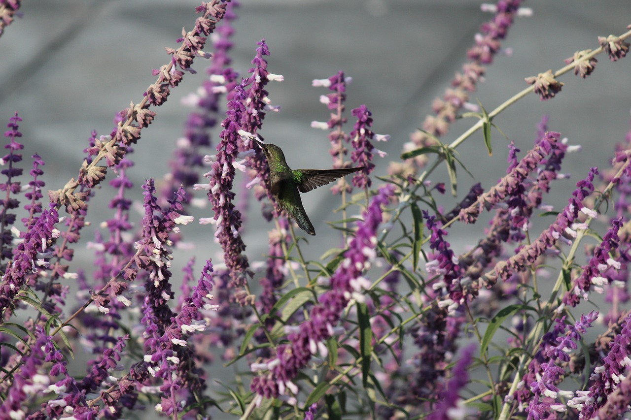 ave  hummingbird  nature free photo