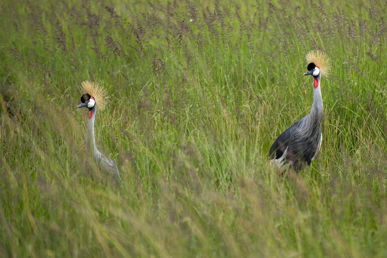 ave  africa  crane free photo