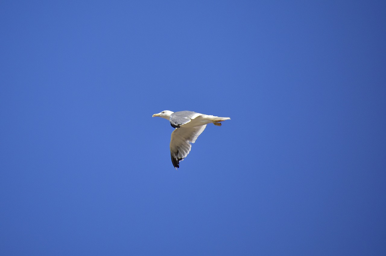 ave  seagull  feathers free photo