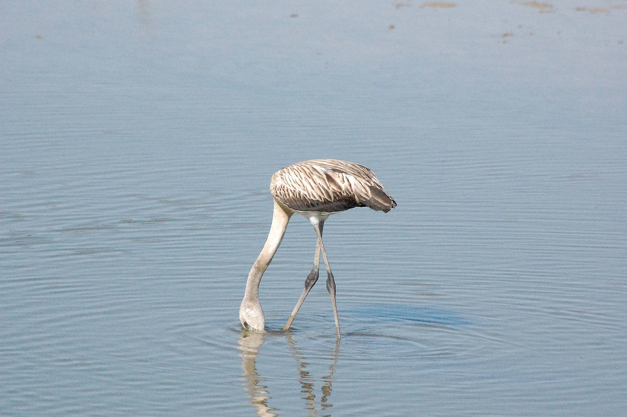 ave  doñana national park  young flamenco free photo