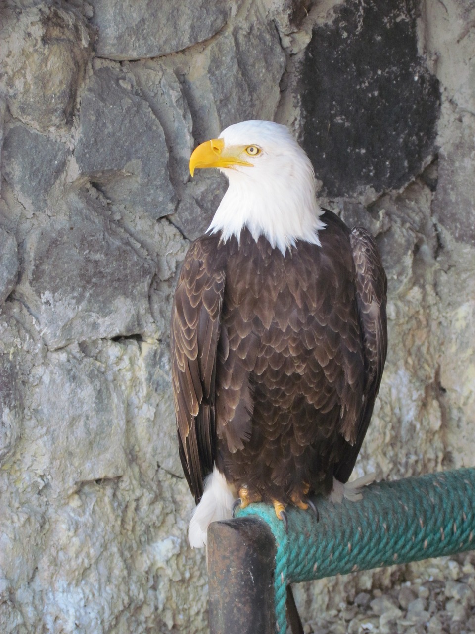 ave  eagle  animals free photo